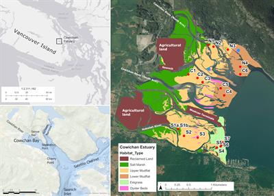 Blue Carbon Storage in a Northern Temperate Estuary Subject to Habitat Loss and Chronic Habitat Disturbance: Cowichan Estuary, British Columbia, Canada